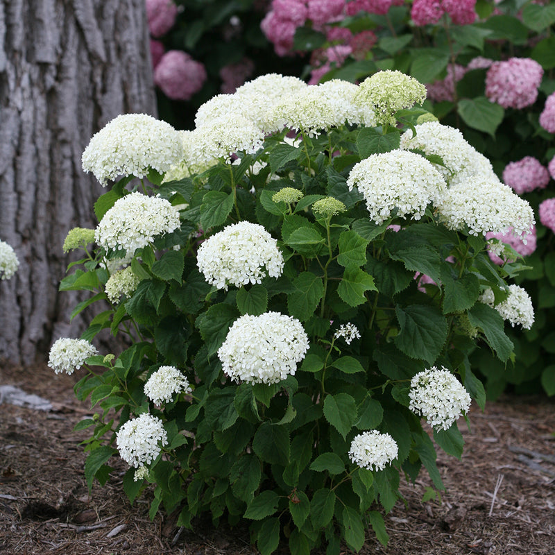 Invincibelle Limetta® Smooth Hydrangea (Arborescens)