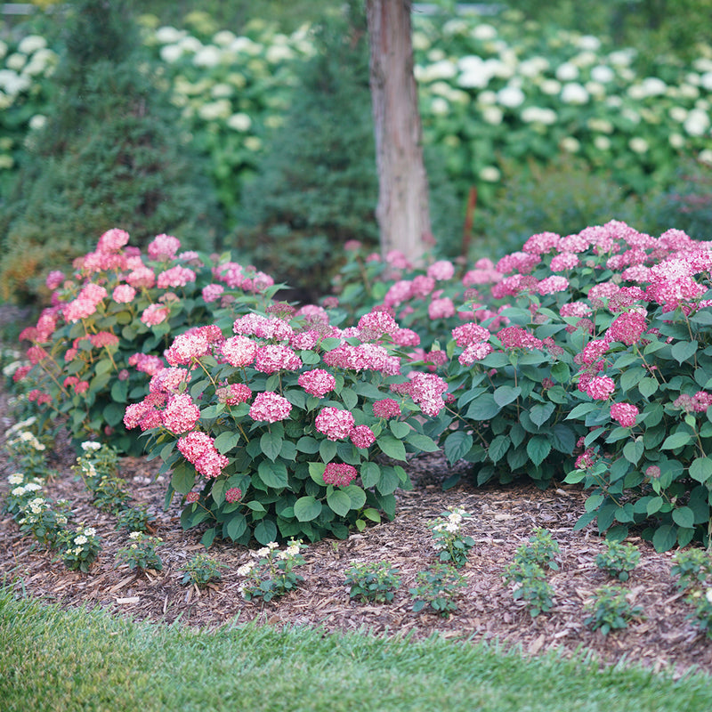 Invincibelle® Ruby Smooth Hydrangea (Arborescens)