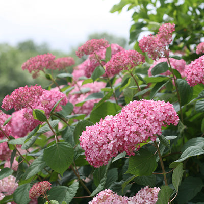 Invincibelle® Spirit II Smooth Hydrangea (Arborescens)