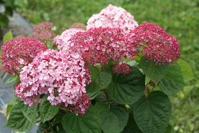 Incrediball® Blush Smooth Hydrangea (Arborescens)