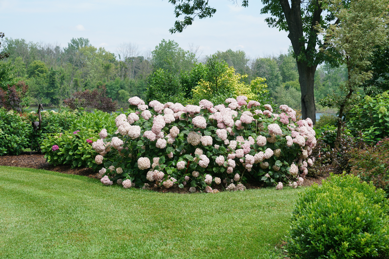 Incrediball® Blush Smooth Hydrangea (Arborescens)