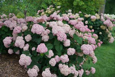 Incrediball® Blush Smooth Hydrangea (Arborescens)