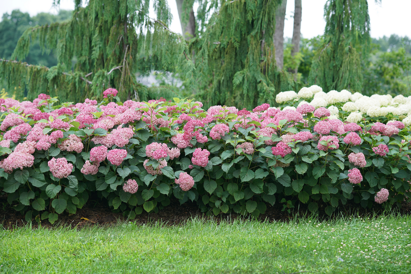 Invincibelle Mini Mauvette® Smooth Hydrangea (Arborescens)