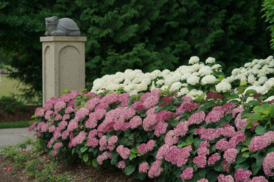 Invincibelle Mini Mauvette® Smooth Hydrangea (Arborescens)