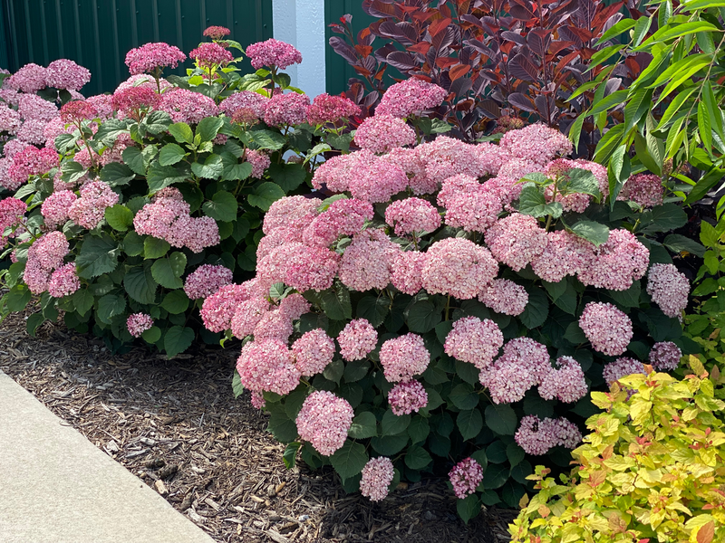 Invincibelle Mini Mauvette® Smooth Hydrangea (Arborescens)