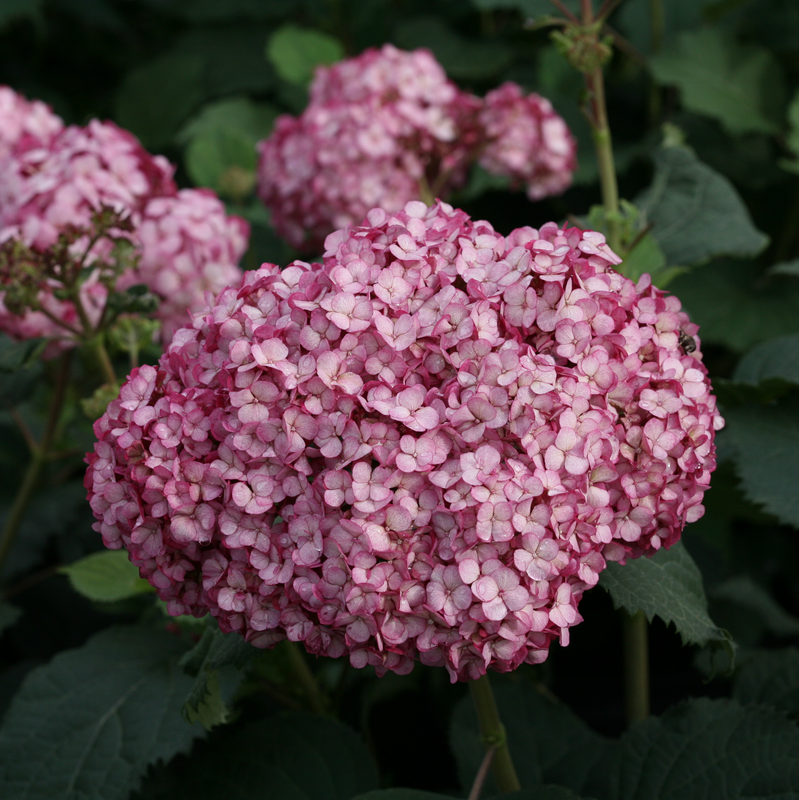 Invincibelle Mini Mauvette® Smooth Hydrangea (Arborescens)