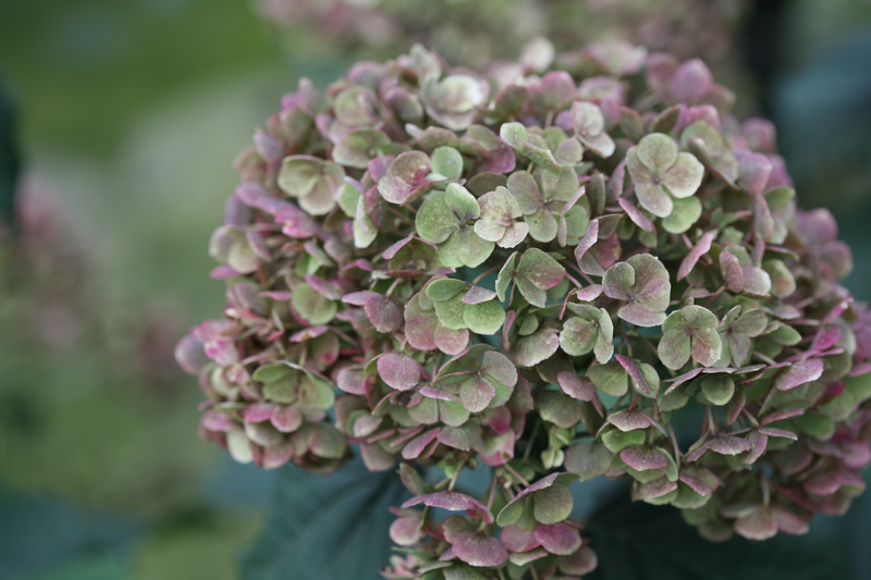 Invincibelle Mini Mauvette® Smooth Hydrangea (Arborescens)