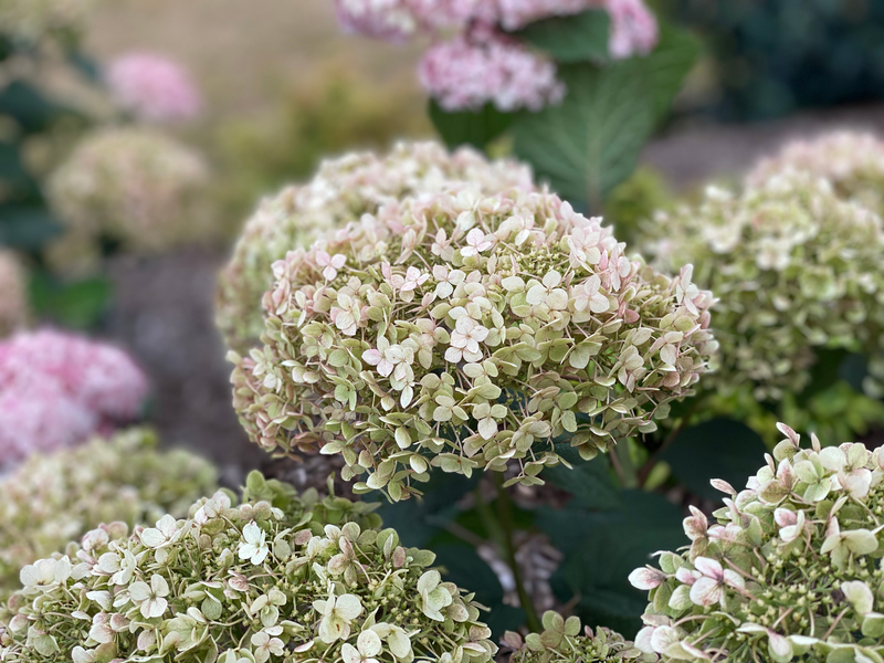 Invincibelle Mini Mauvette® Smooth Hydrangea (Arborescens)