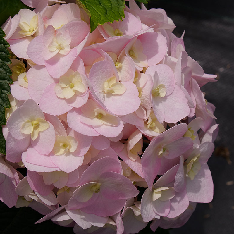 Wee Bit Innocent™ Bigleaf Hydrangea (Macrophylla) - New Proven Winners® Variety 2025