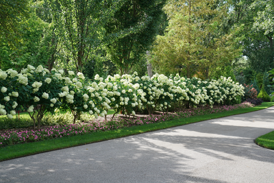 'Limelight' Panicle Hydrangea (Paniculata)