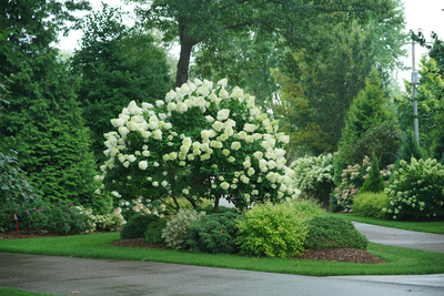 'Limelight' Panicle Hydrangea (Paniculata)