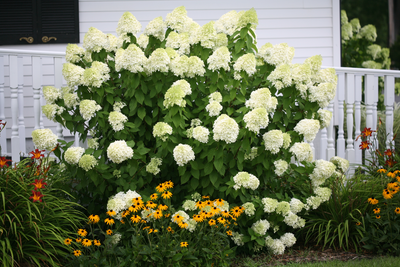 'Limelight' Panicle Hydrangea (Paniculata)