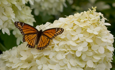 'Limelight' Panicle Hydrangea (Paniculata)