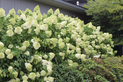 'Limelight' Panicle Hydrangea (Paniculata)