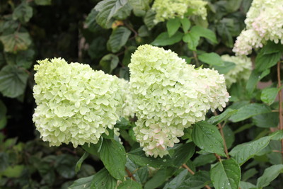 'Limelight' Panicle Hydrangea (Paniculata)