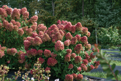 Little Lime Punch® Panicle Hydrangea (Paniculata)