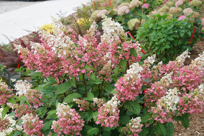 Pinky Winky® Hardy Hydrangea (Paniculata)