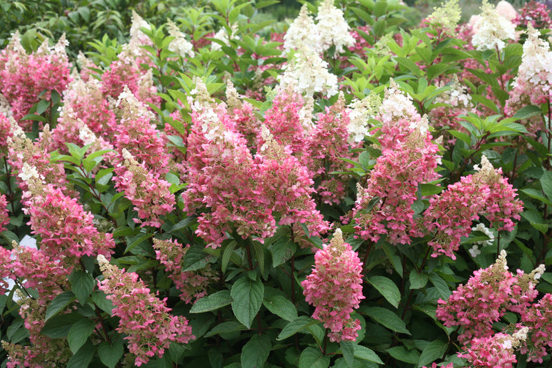 Pinky Winky® Hardy Hydrangea (Paniculata)