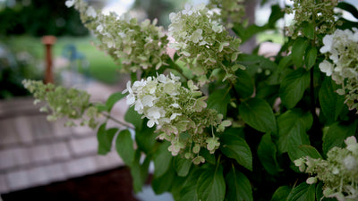 Pinky Winky® Hardy Hydrangea (Paniculata)