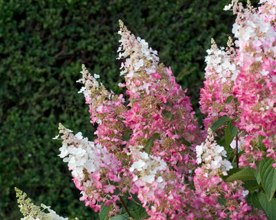 Pinky Winky® Hardy Hydrangea (Paniculata)