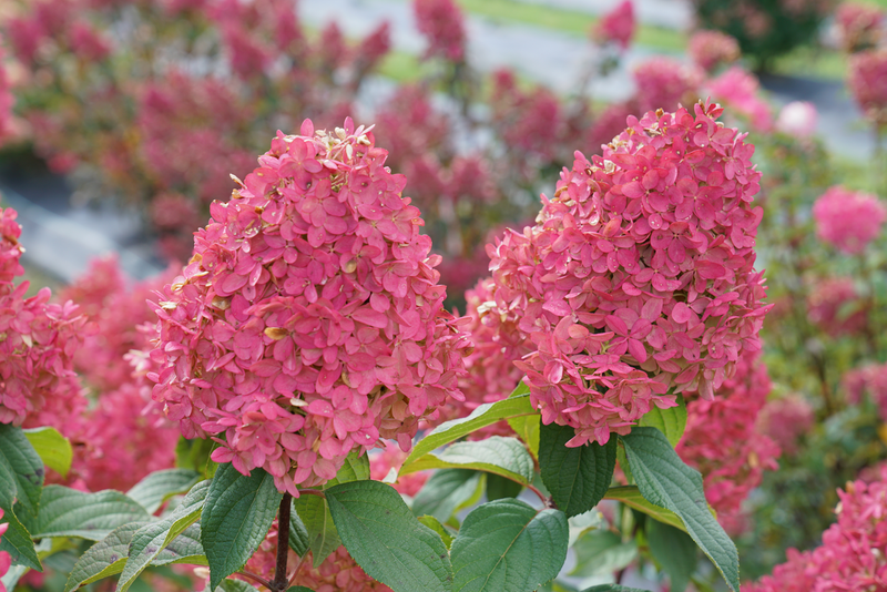 Quick Fire Fab® Panicle Hydrangea (Paniculata)