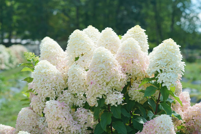 Quick Fire Fab® Panicle Hydrangea (Paniculata)