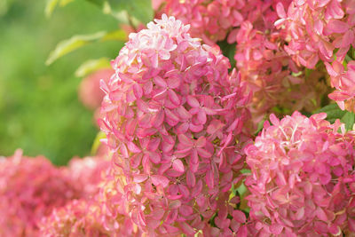 Quick Fire Fab® Panicle Hydrangea (Paniculata)