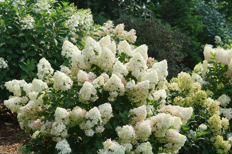 Quick Fire Fab® Panicle Hydrangea (Paniculata)