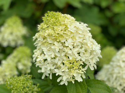 Quick Fire Fab® Panicle Hydrangea (Paniculata)