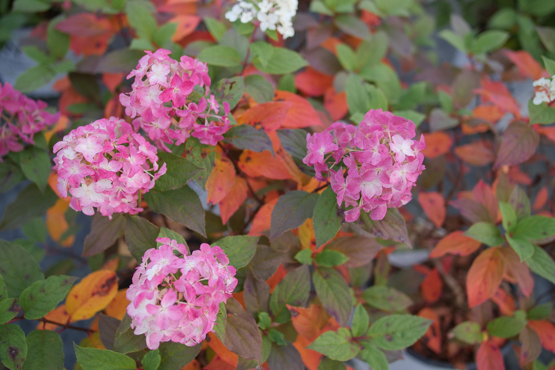 Quick Fire Fab® Panicle Hydrangea (Paniculata)