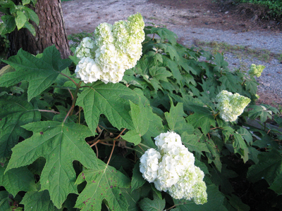 Gatsby Moon® Oakleaf Hydrangea (Quercifolia)