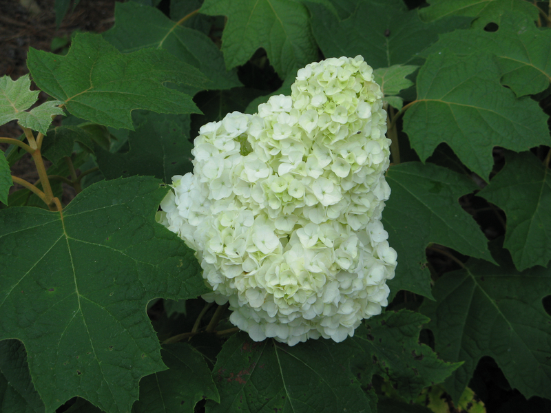 Gatsby Moon® Oakleaf Hydrangea (Quercifolia)