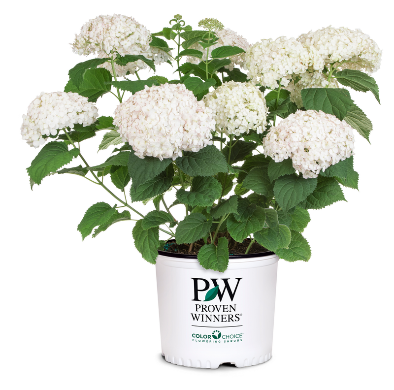 Invincibelle Wee White® Smooth Hydrangea (Arborescens)