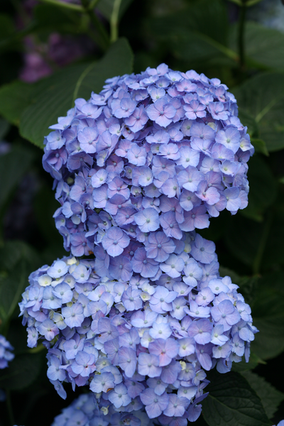 Let's Dance® Blue Jangles® Reblooming Hydrangea (Macrophylla)