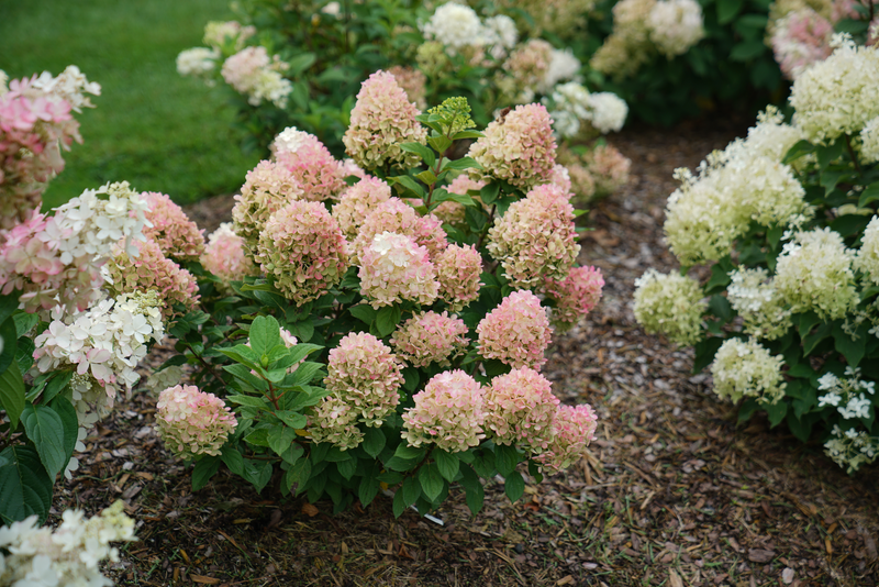 Little Lime Punch® Panicle Hydrangea (Paniculata)