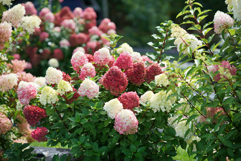 Little Lime Punch® Panicle Hydrangea (Paniculata)