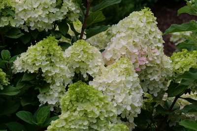 Little Lime Punch® Panicle Hydrangea (Paniculata)