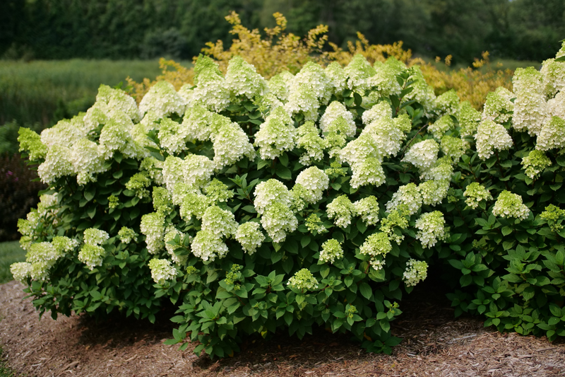 Little Lime Punch® Panicle Hydrangea (Paniculata)