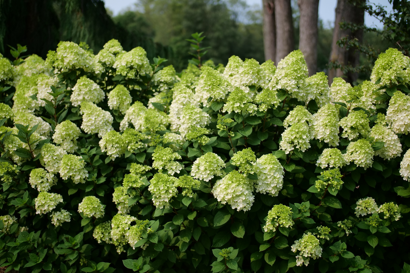 Little Lime Punch® Panicle Hydrangea (Paniculata)