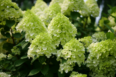 Little Lime Punch® Panicle Hydrangea (Paniculata)