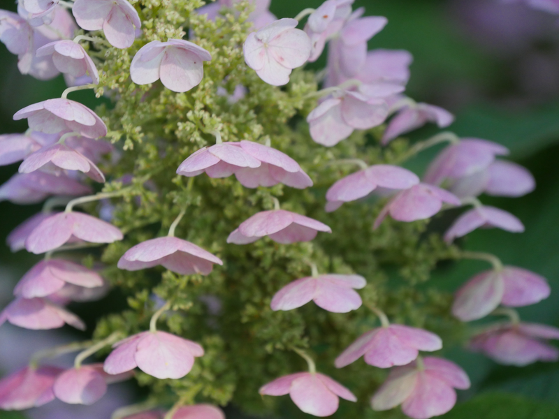 Gatsby Pink® Oakleaf Hydrangea (Quercifolia)