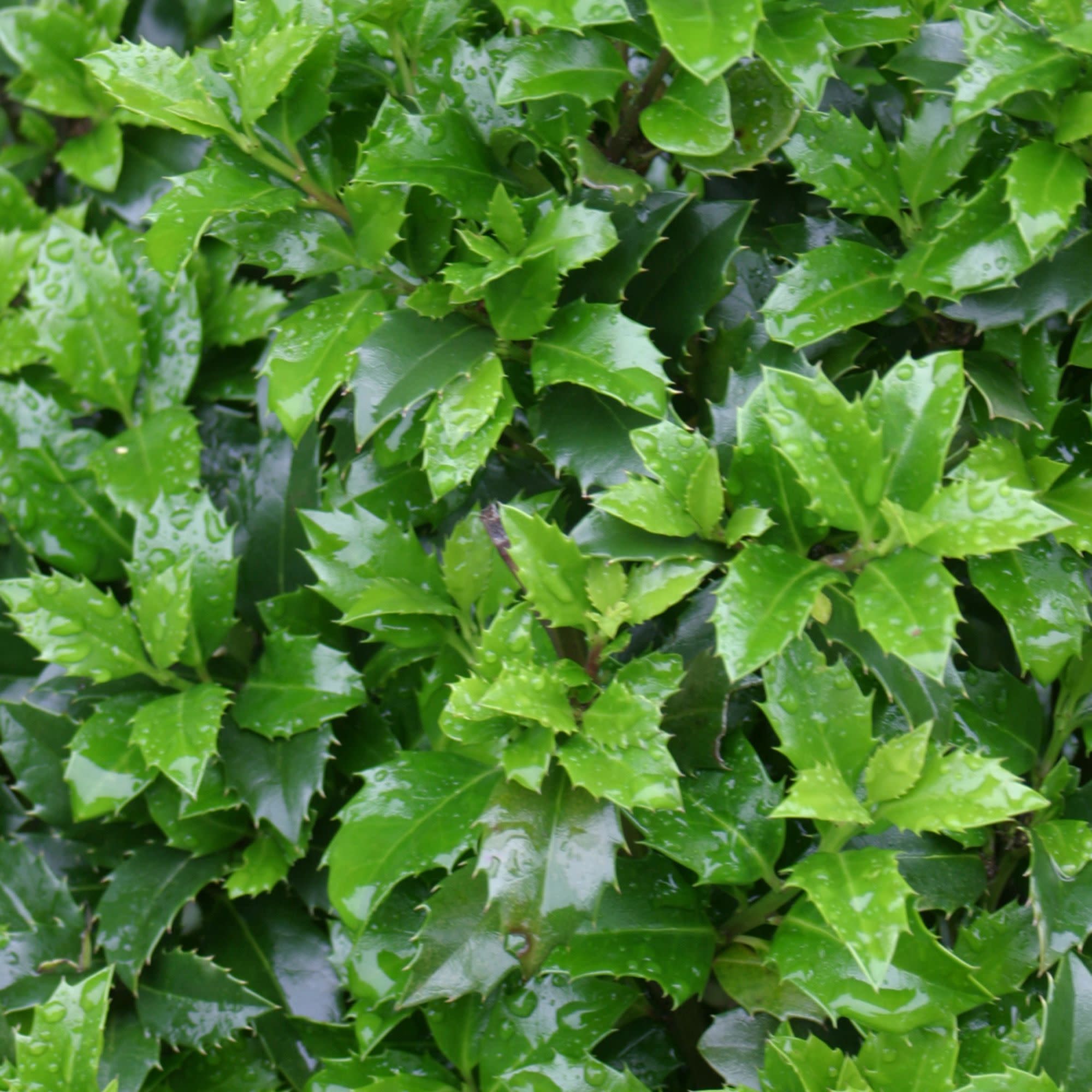 Blue Holly | Castle Wall® | Proven Winners® Shrubs – Proven