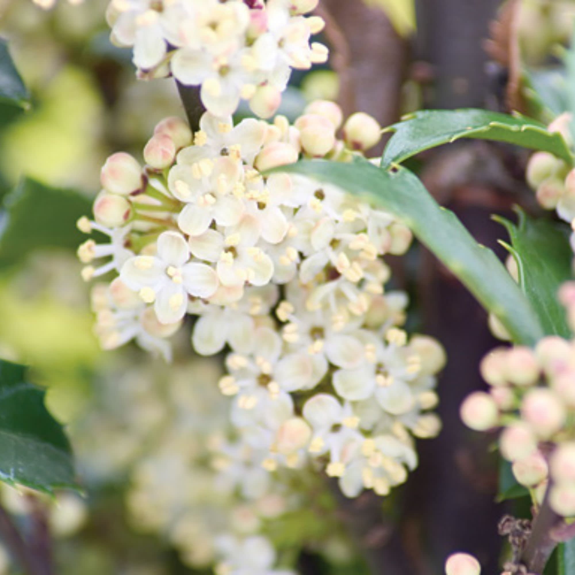 未使用♡Jolly Holly ハイブリッドエンボスフォルダースタンピンアップ Blue Holly | Castle Wall® | Proven Winners® Shrubs – Proven