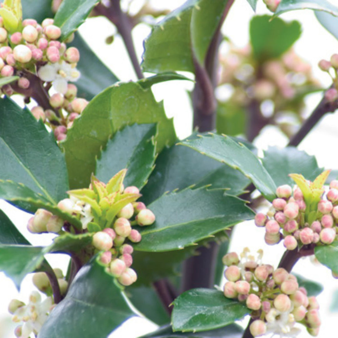 Castle Wall® Blue Holly (Ilex x meserveae)
