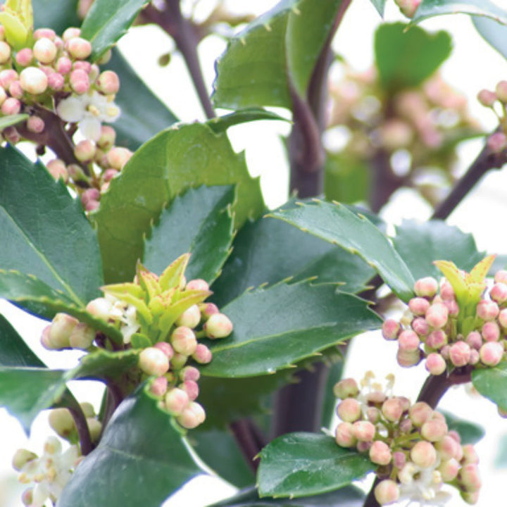 未使用♡Jolly Holly ハイブリッドエンボスフォルダースタンピンアップ Blue Holly | Castle Wall® | Proven Winners® Shrubs – Proven