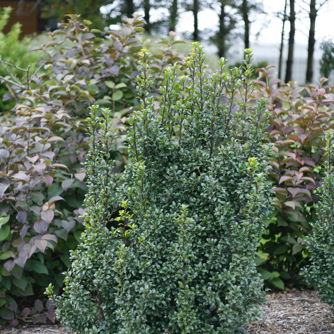 Castle Wall® Blue Holly (Ilex x meserveae)