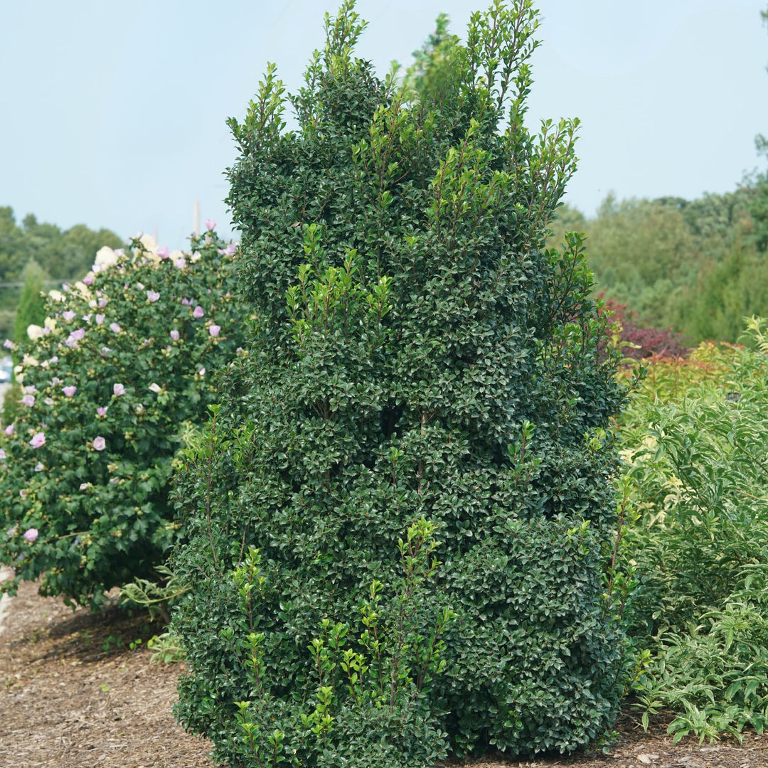 Castle Wall® Blue Holly (Ilex x meserveae)