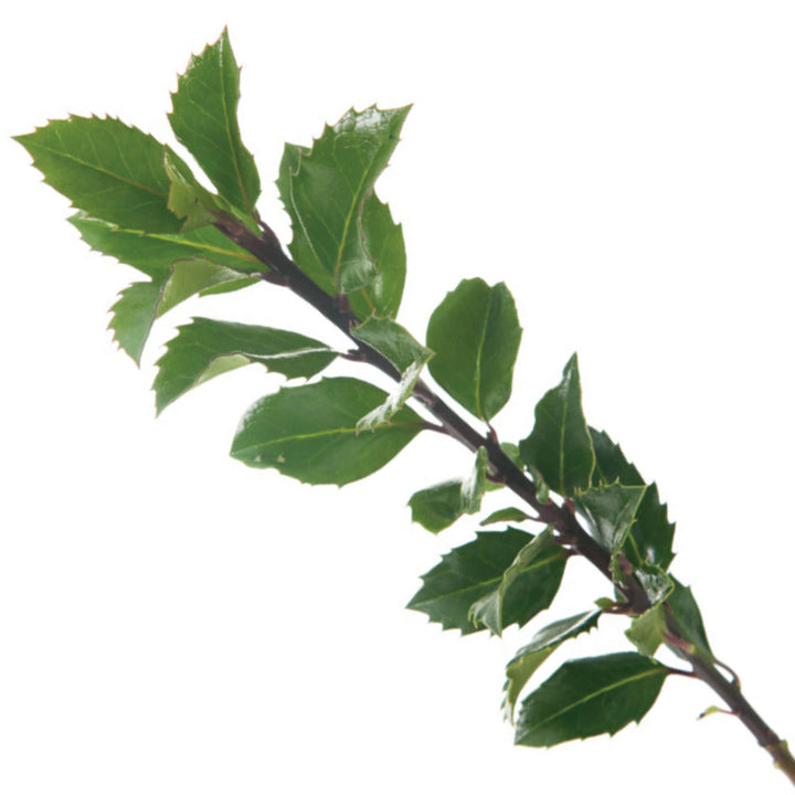Castle Wall® Blue Holly (Ilex x meserveae)
