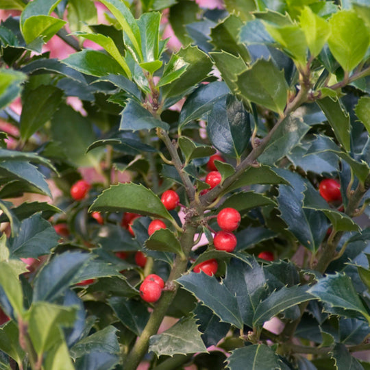Castle Spire® Blue Holly (Ilex x meserveae)