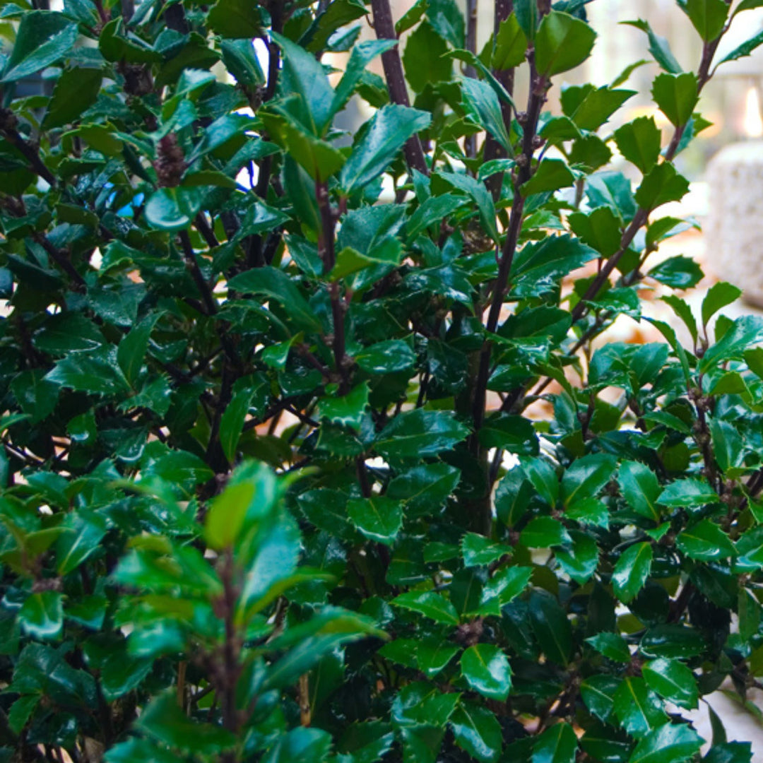 Castle Spire® Blue Holly (Ilex x meserveae)